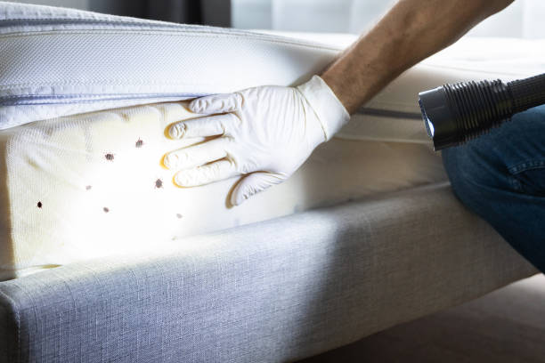 Pest Prevention Services in Contoocook, NH