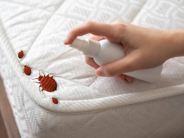 Best Wasp Removal Services  in Contoocook, NH